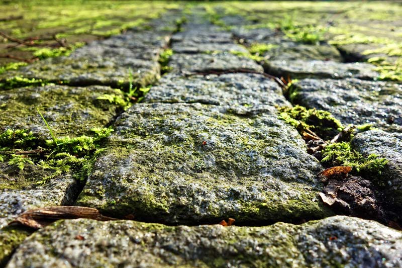 Moss grows on the cobble stone wall.