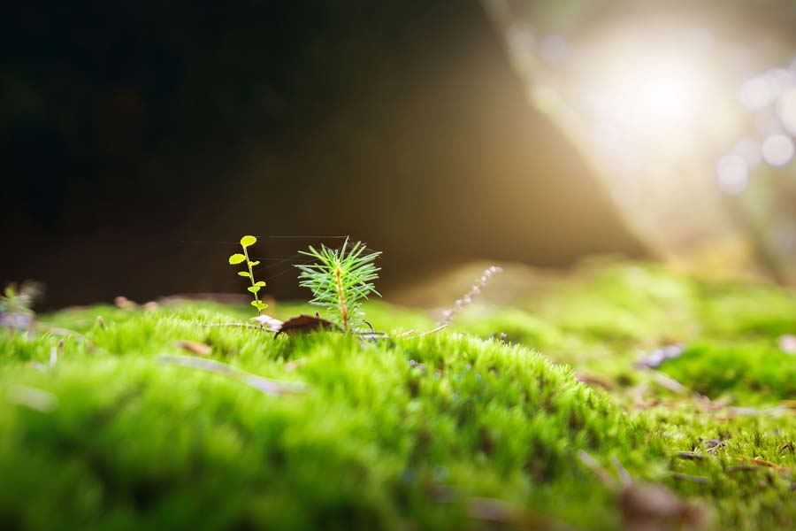 A small green tree, tiny, sprouts out of the mossy forest floor.