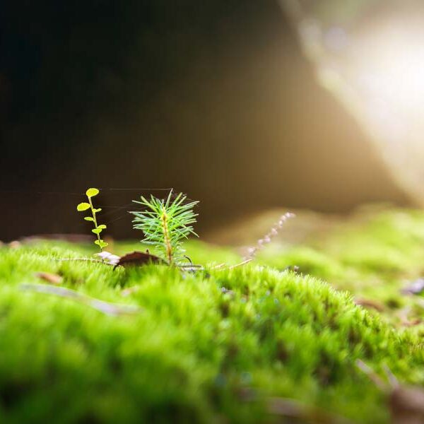A small green tree, tiny, sprouts out of the mossy forest floor.