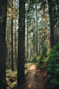A peaceful trail winds through a tall, lush green forest.