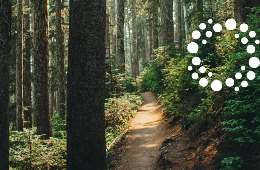 A peaceful trail winds through a tall, lush green forest.