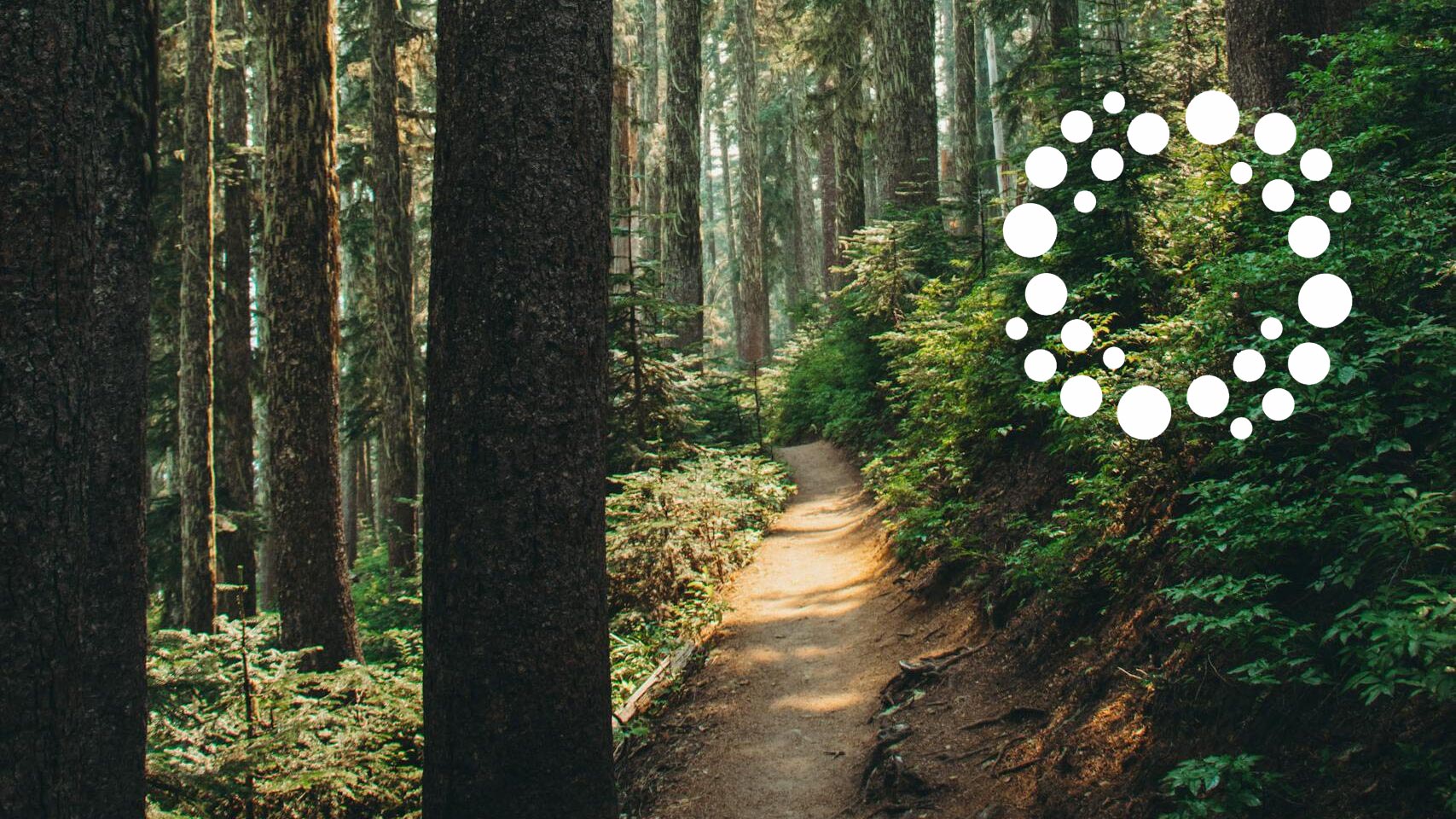 A peaceful trail winds through a tall, lush green forest.